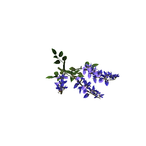 Flower_Erythrina crista-galli3